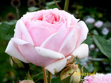 Bjorn Boy (Бйорн Бой) (Мультифлора)